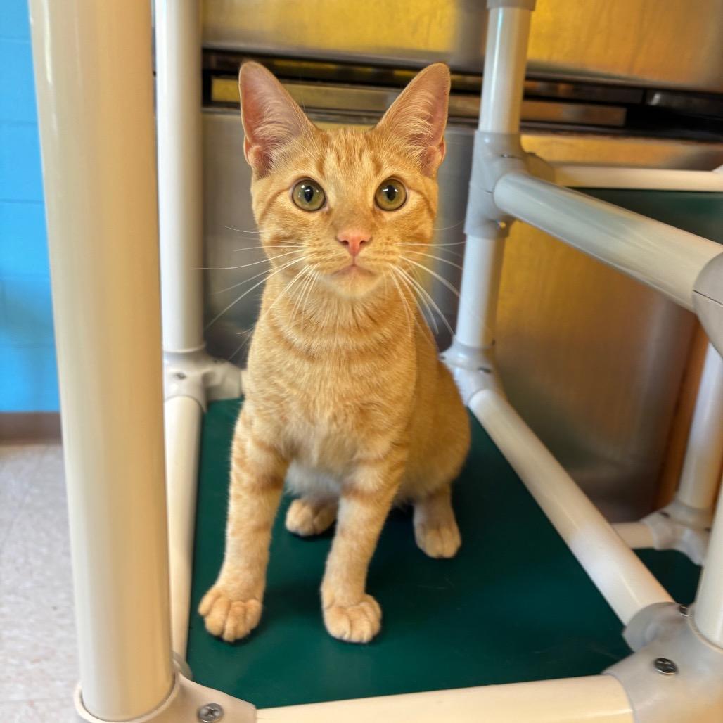 Macaroni, a Adoptable Domestic Short Hair in Roxboro, NC image 4/5