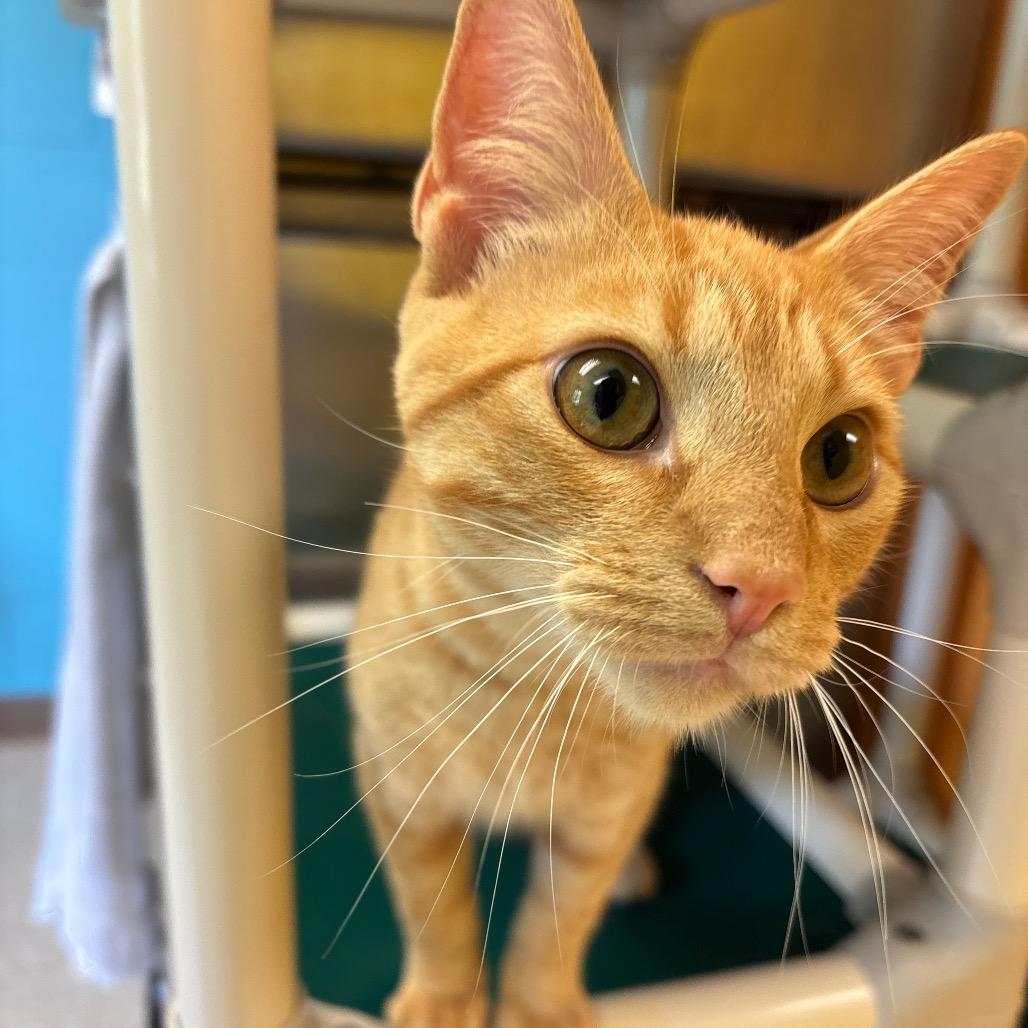 Macaroni, a Adoptable Domestic Short Hair in Roxboro, NC image 5/5