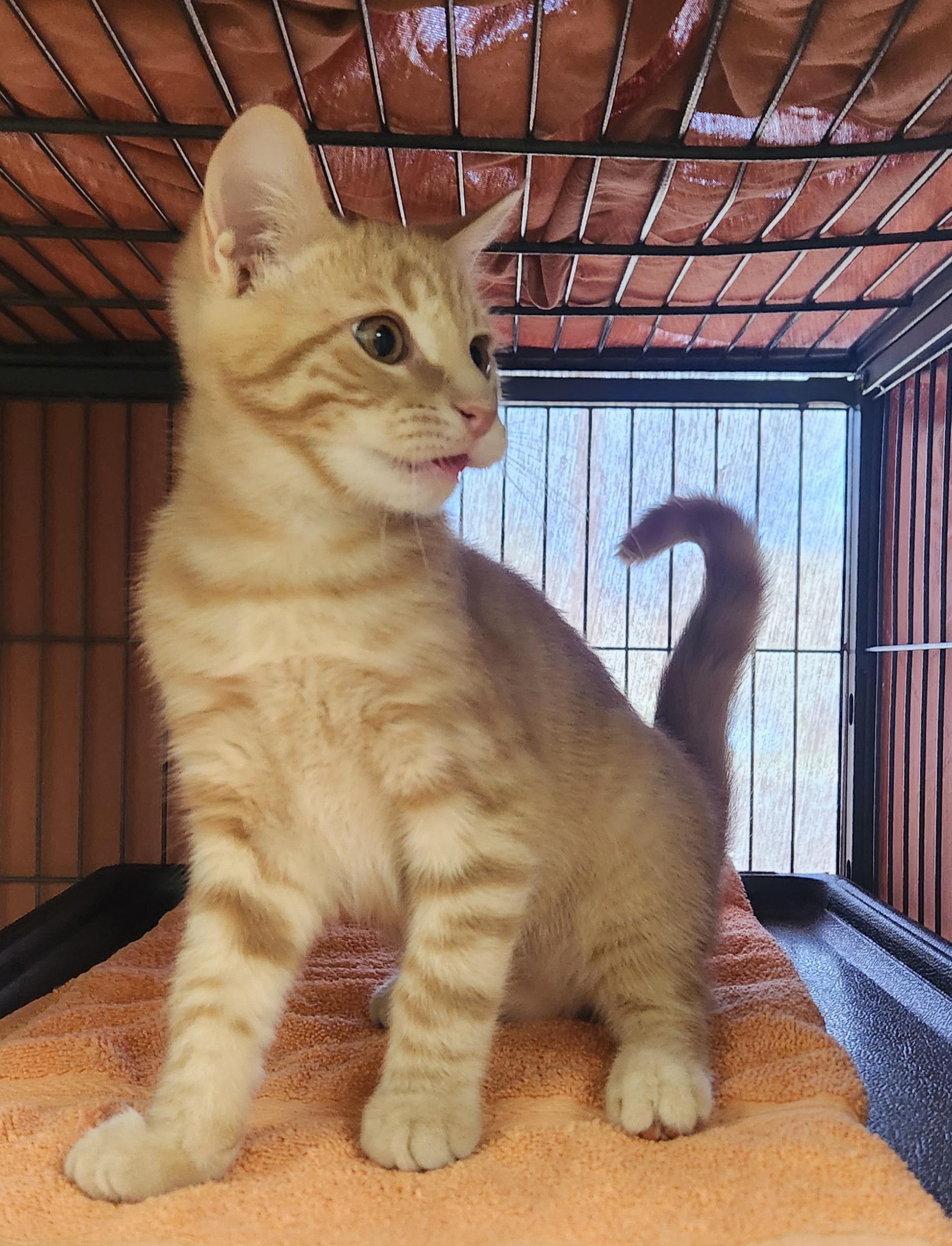 Cheeto, an adopted Domestic Short Hair in Clayton, NJ image 2/2