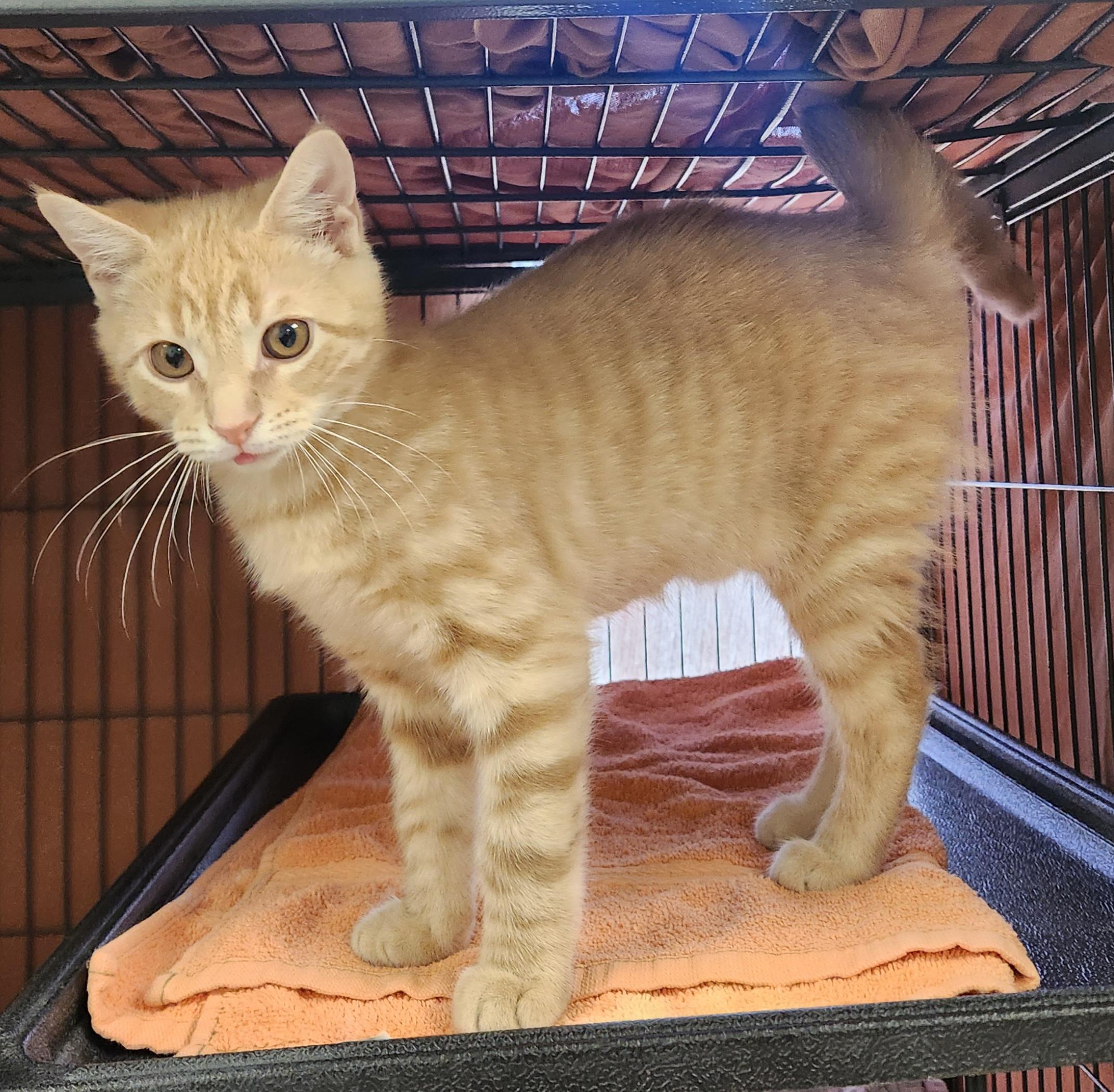 Cheeto, adopted, Kitten Male Domestic Short Hair.