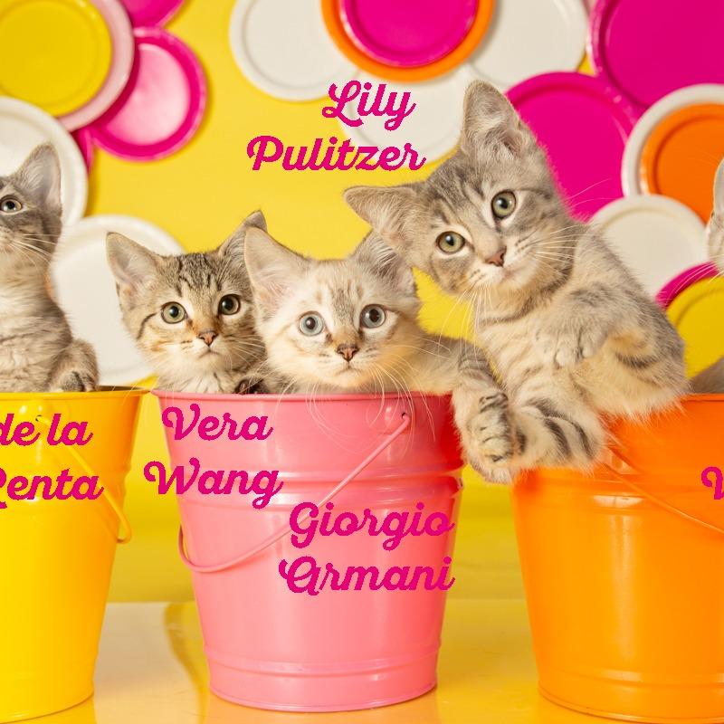 Lilly Pulitzer, a Adoptable Domestic Short Hair in Springfield, MO image 1/6