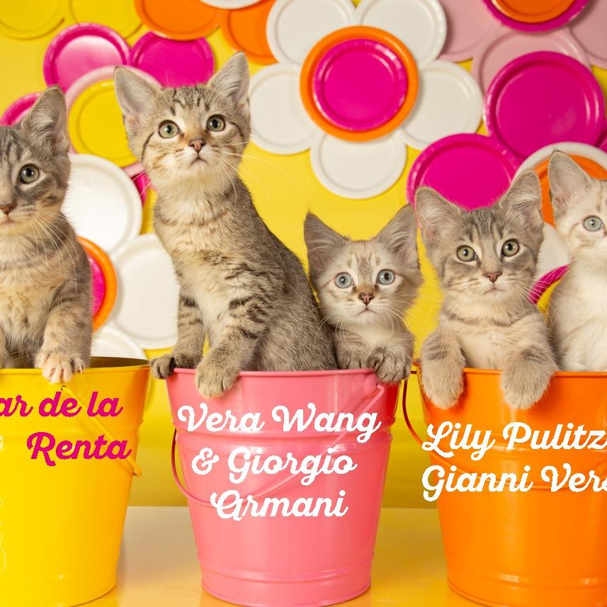 Lilly Pulitzer, a Adoptable Domestic Short Hair in Springfield, MO image 2/6