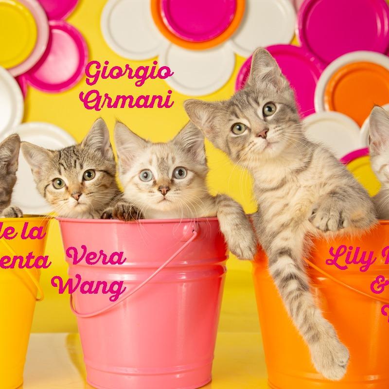 Lilly Pulitzer, a Adoptable Domestic Short Hair in Springfield, MO image 3/6