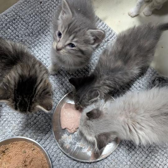 Lilly Pulitzer, a Adoptable Domestic Short Hair in Springfield, MO image 5/6