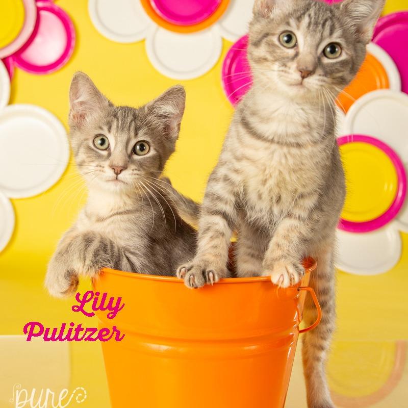 Lilly Pulitzer, a Adoptable Domestic Short Hair in Springfield, MO image 6/6