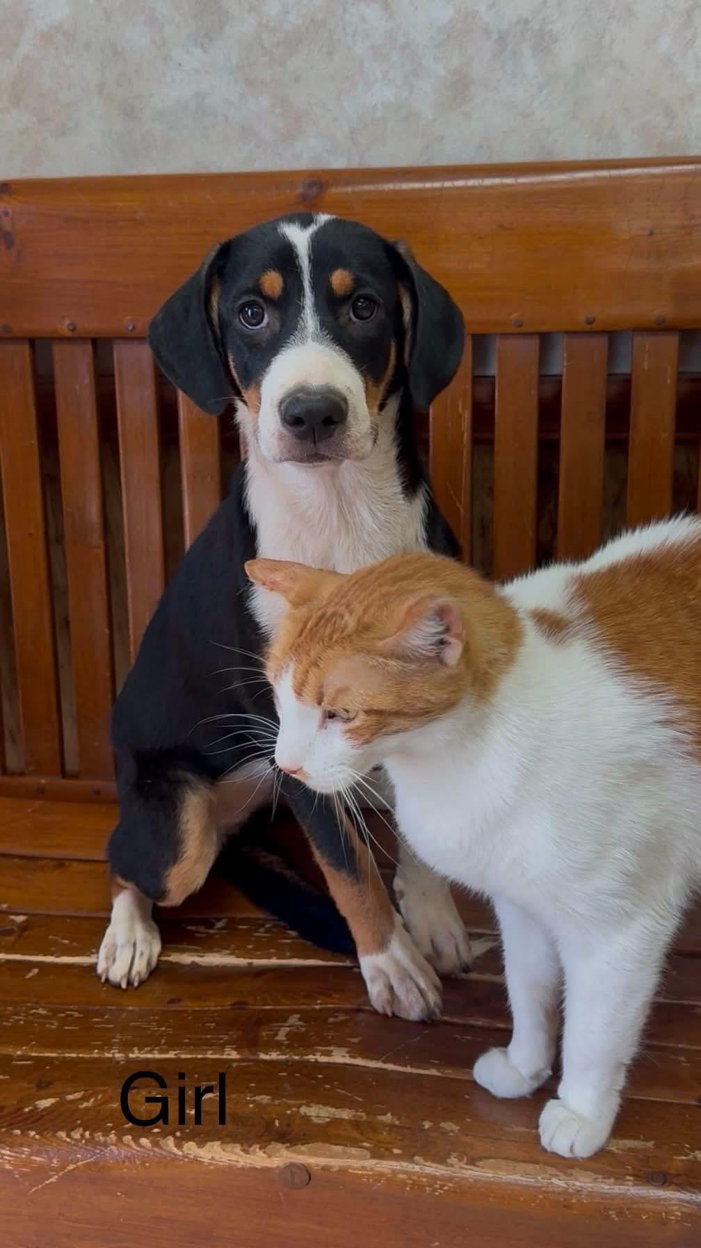 Patti, adopted, Puppy Female Greater Swiss Mountain Dog.