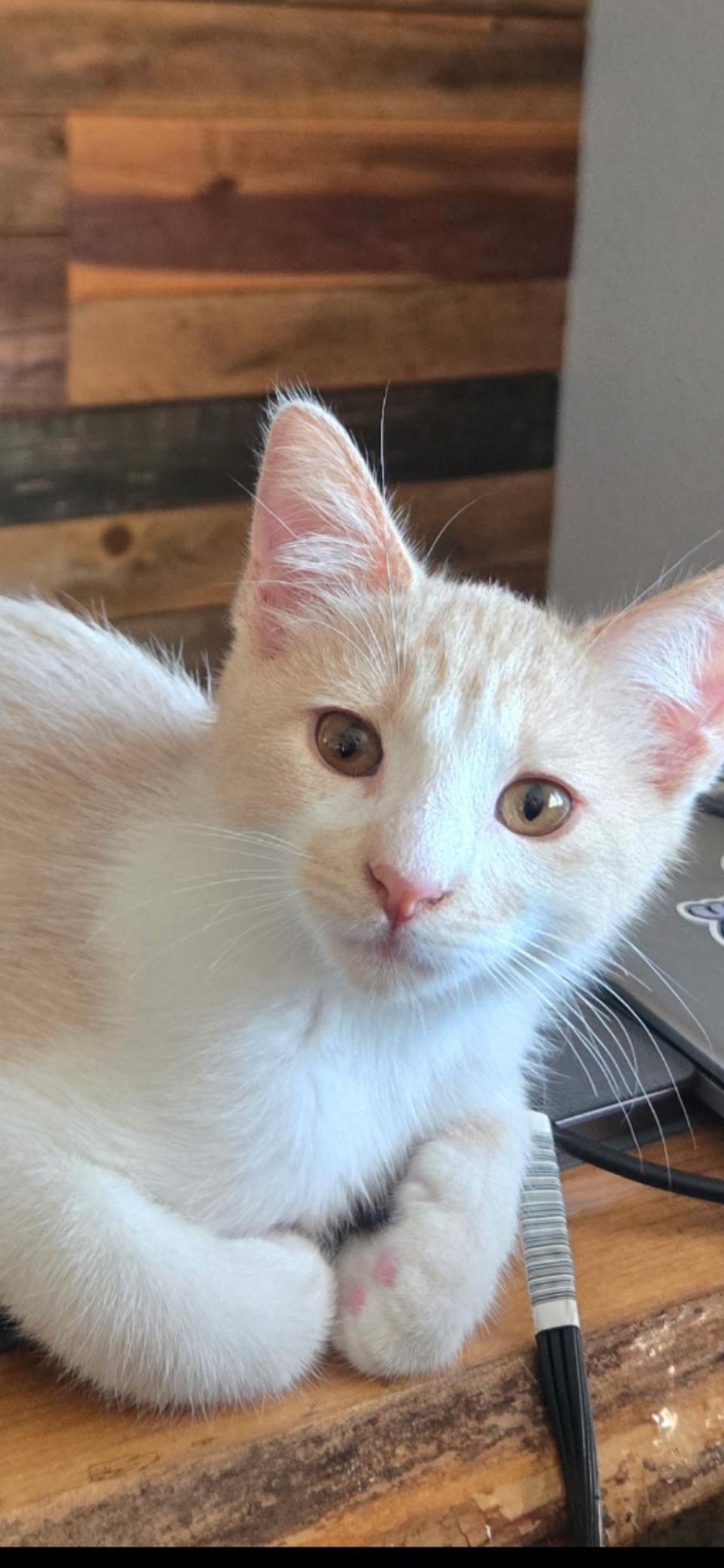 Bagel, Adoptable, Young Male Domestic Short Hair.