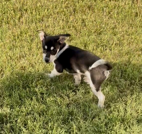 Chive in Texarkana TX, a ADOPTABLE mixed breed in Texarkana, TX image 2/6