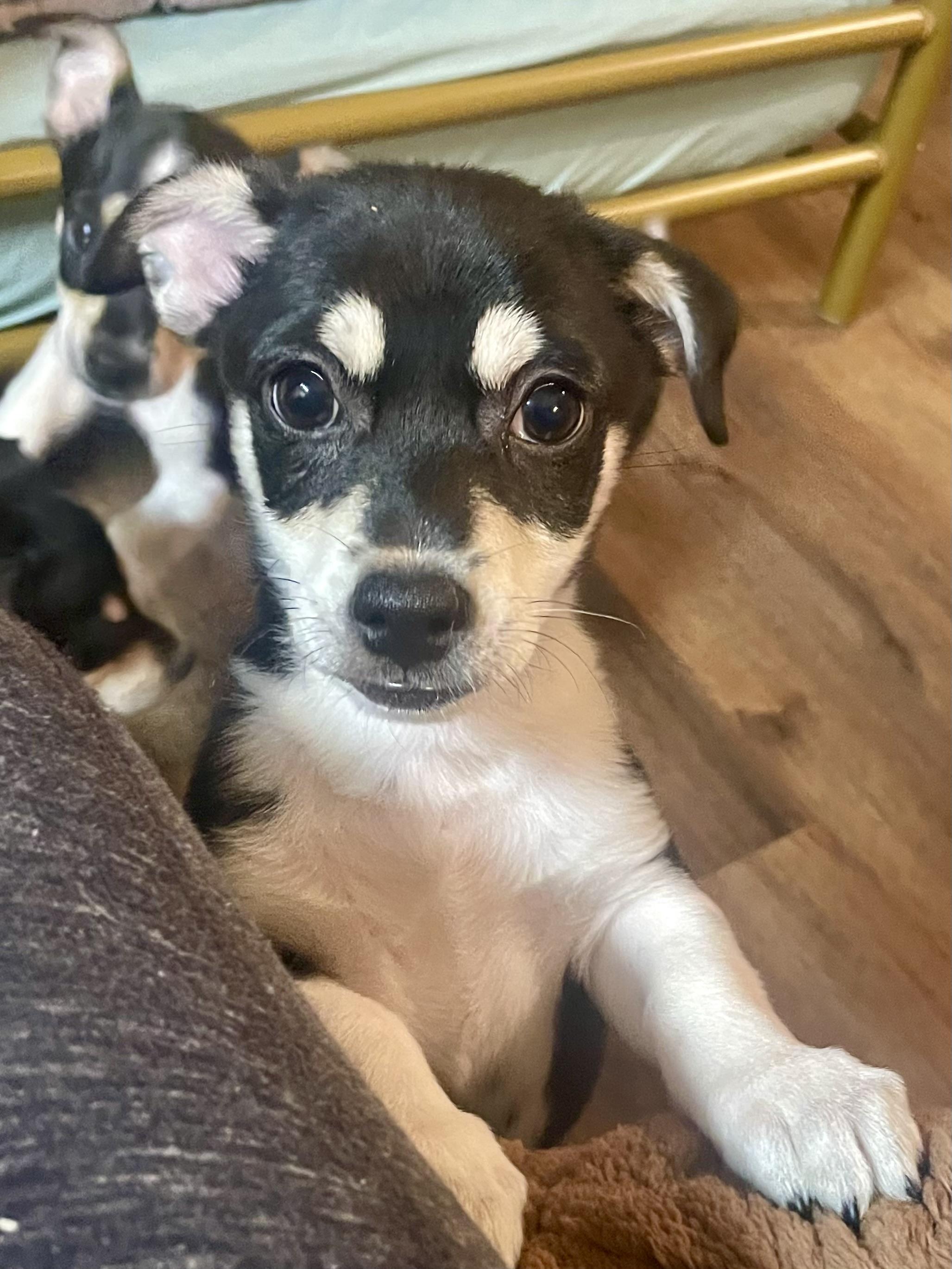 Chive in Texarkana TX, a ADOPTABLE mixed breed in Texarkana, TX image 5/6