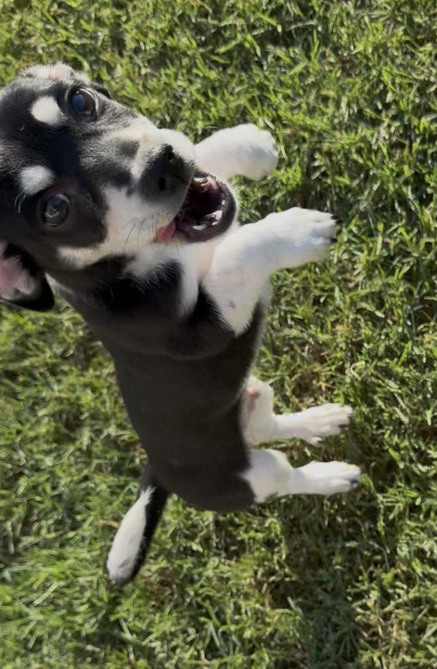 Chive in Texarkana TX, a ADOPTABLE mixed breed in Texarkana, TX image 1/6