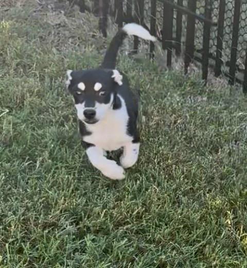 Chive in Texarkana TX, a ADOPTABLE mixed breed in Texarkana, TX image 3/6
