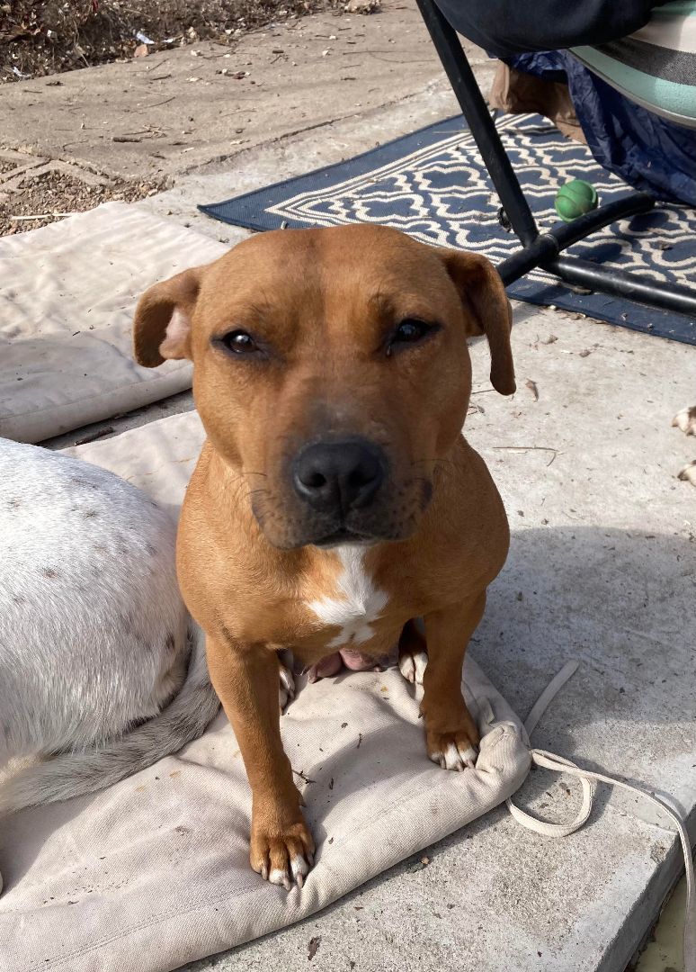 Enlarge Mia, a Adoptable Pit Bull Terrier in Overland Park, KS image 4/6