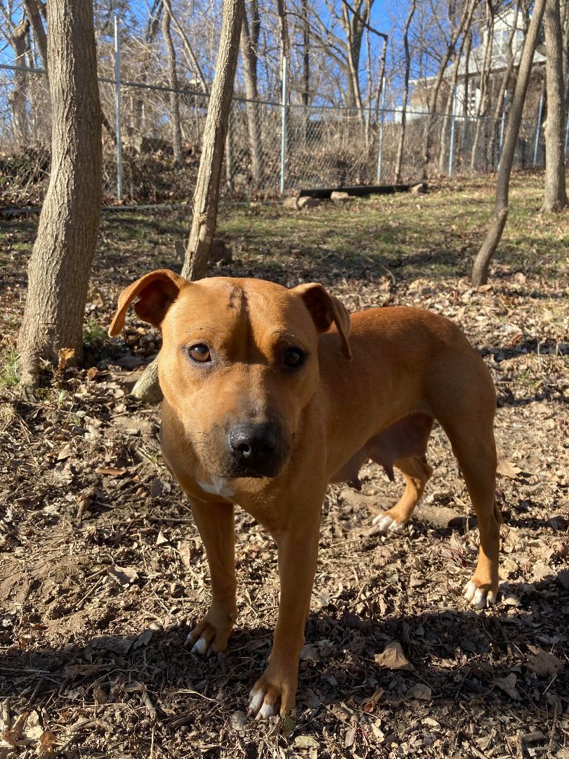 Enlarge Mia, a Adoptable Pit Bull Terrier in Overland Park, KS image 5/6