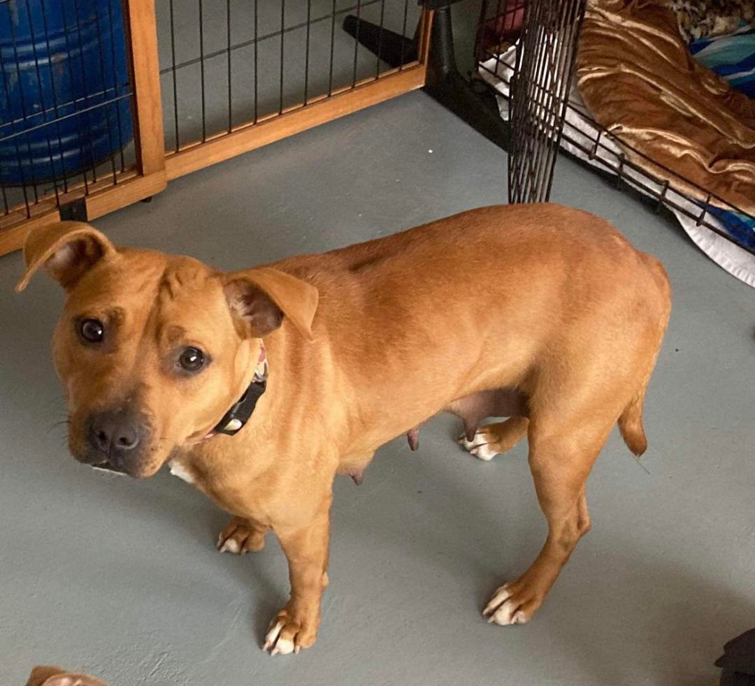 Enlarge Mia, a Adoptable Pit Bull Terrier in Overland Park, KS image 6/6