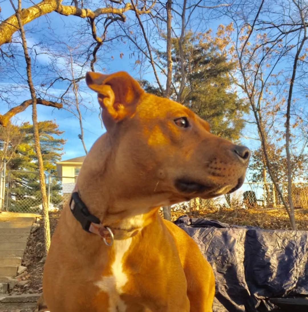 Enlarge Mia, a Adoptable Pit Bull Terrier in Overland Park, KS image 3/6