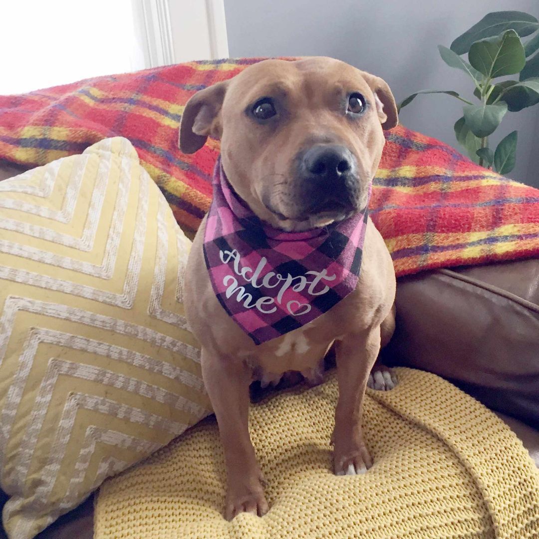 Enlarge Mia, a Adoptable Pit Bull Terrier in Overland Park, KS image 1/6