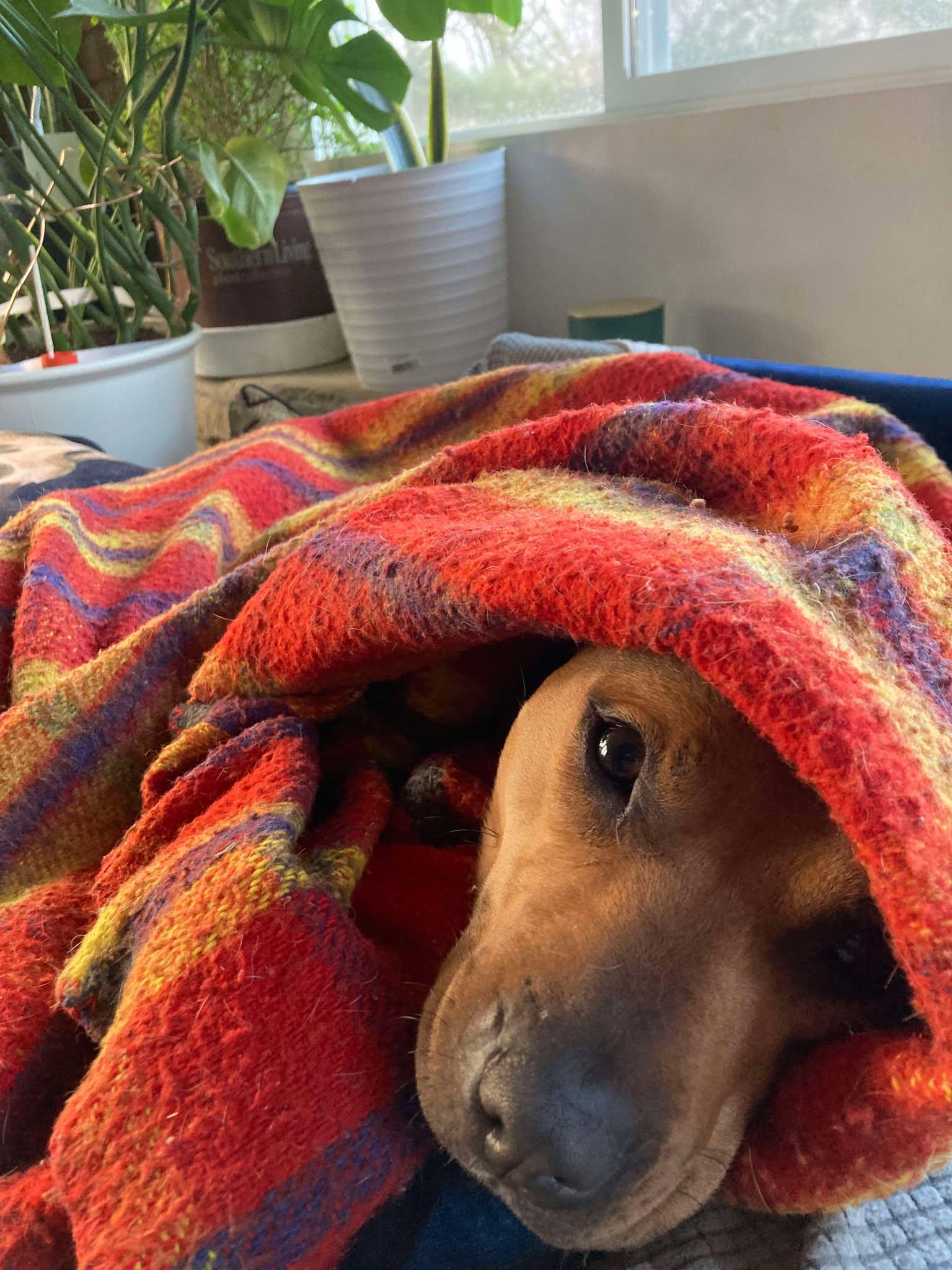 Enlarge Mia, a Adoptable Pit Bull Terrier in Overland Park, KS image 2/6