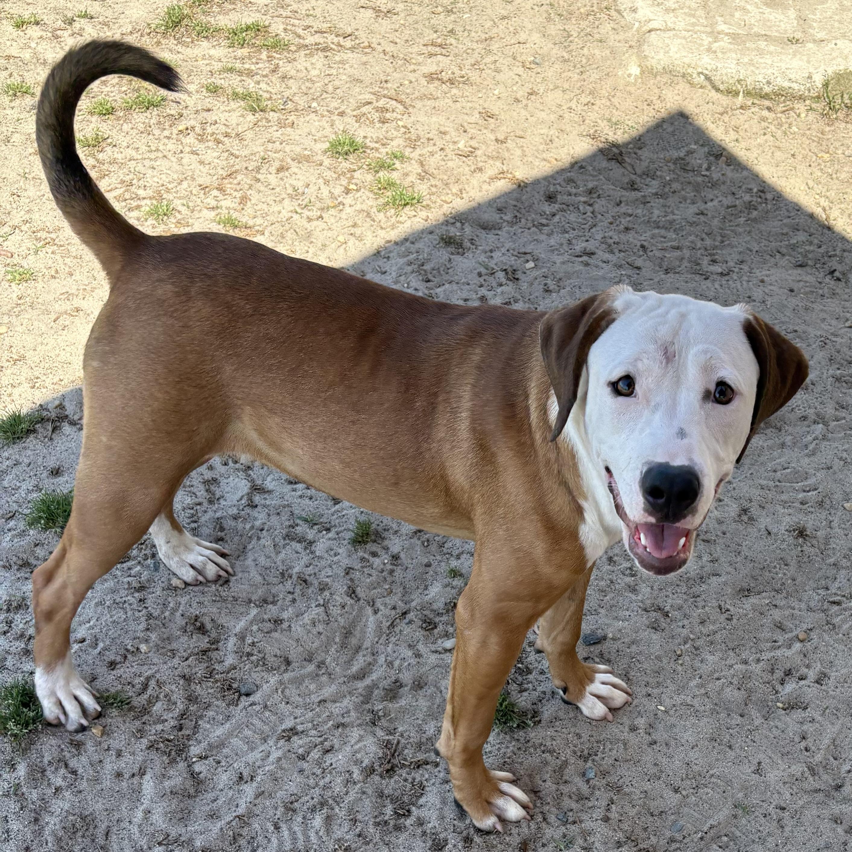 Enlarge Oatmeal, a ADOPTABLE mixed breed in Valdosta, GA image 2/2