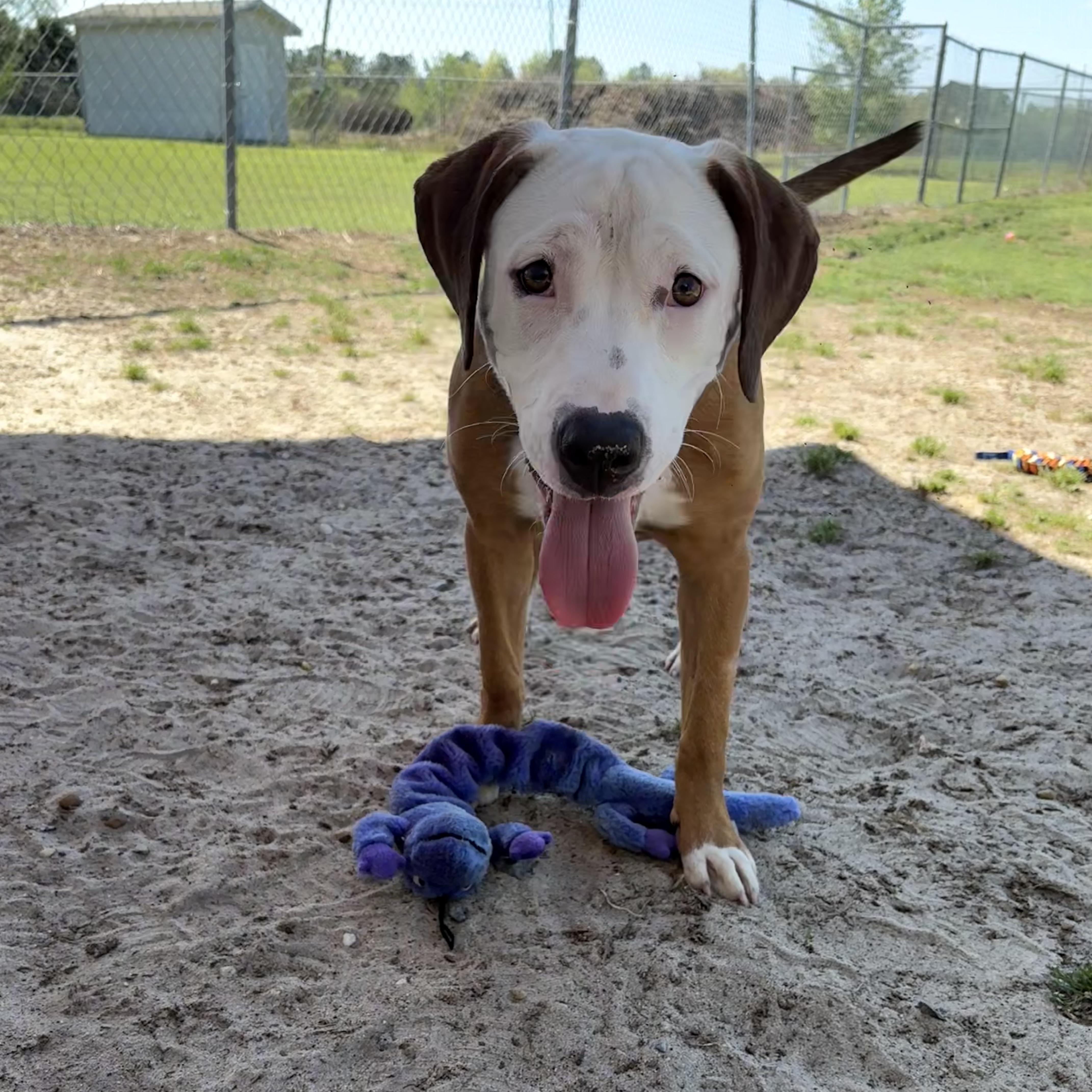 Enlarge Oatmeal, a ADOPTABLE mixed breed in Valdosta, GA image 1/2