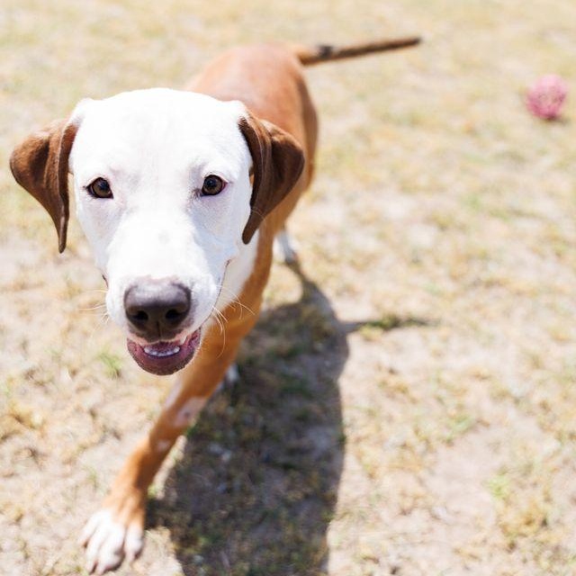 Enlarge Oatmeal, a ADOPTABLE mixed breed in Valdosta, GA image 2/6