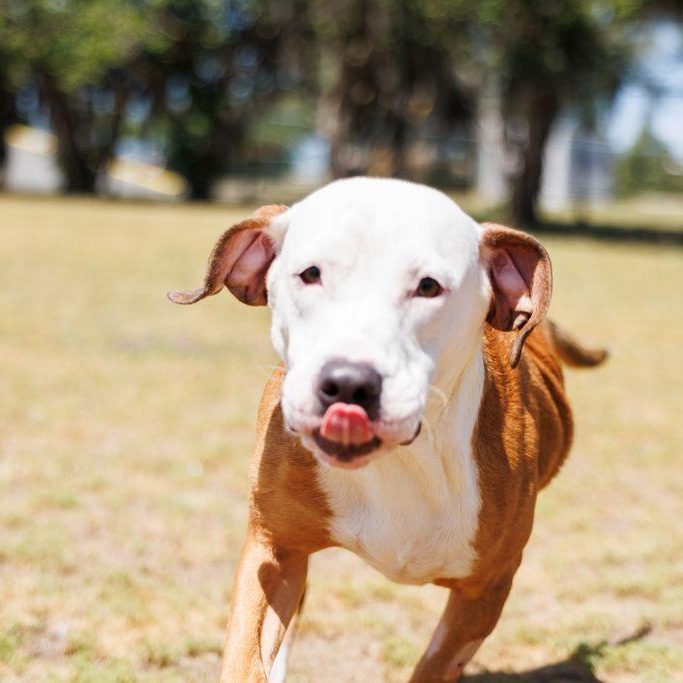 Enlarge Oatmeal, a ADOPTABLE mixed breed in Valdosta, GA image 3/6