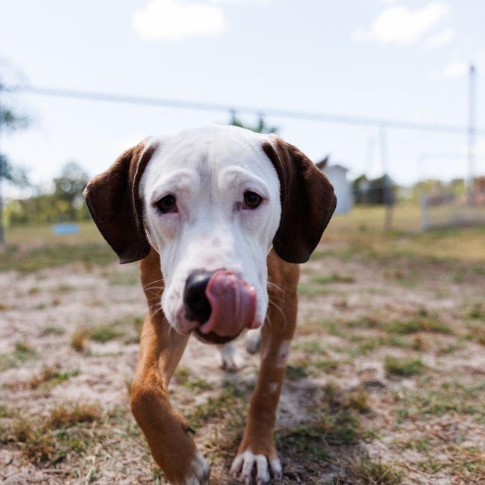 Enlarge Oatmeal, a ADOPTABLE mixed breed in Valdosta, GA image 5/6