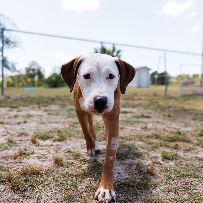 Enlarge Oatmeal, a ADOPTABLE mixed breed in Valdosta, GA image 1/6