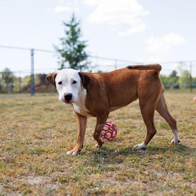Enlarge Oatmeal, a ADOPTABLE mixed breed in Valdosta, GA image 4/6