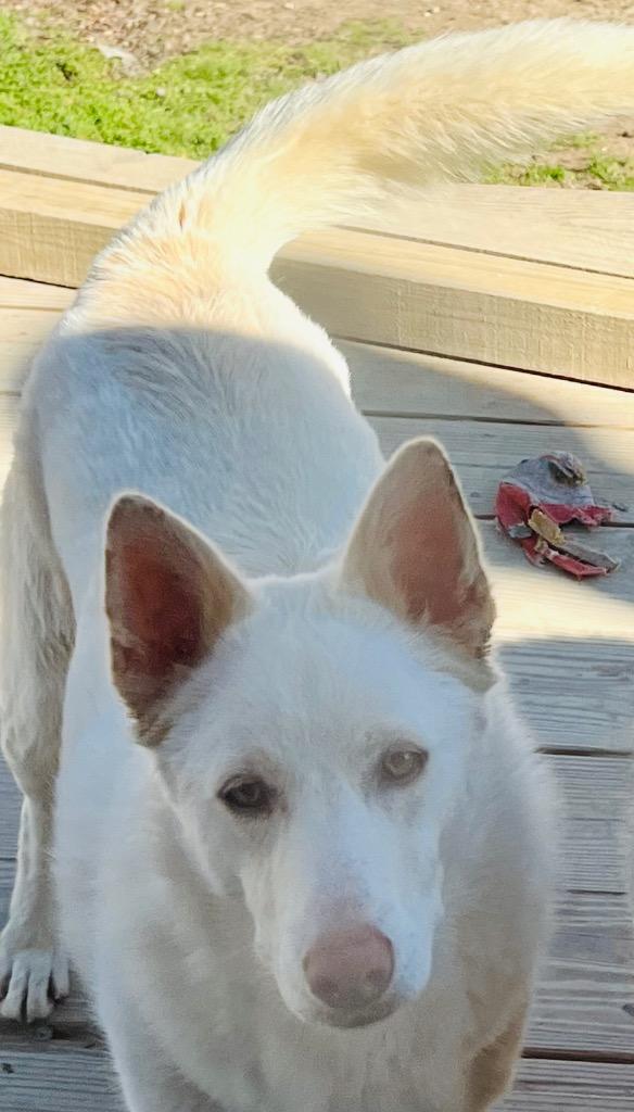 Enlarge Kodi, a Adoptable mixed breed in Newnan, GA image 1/1