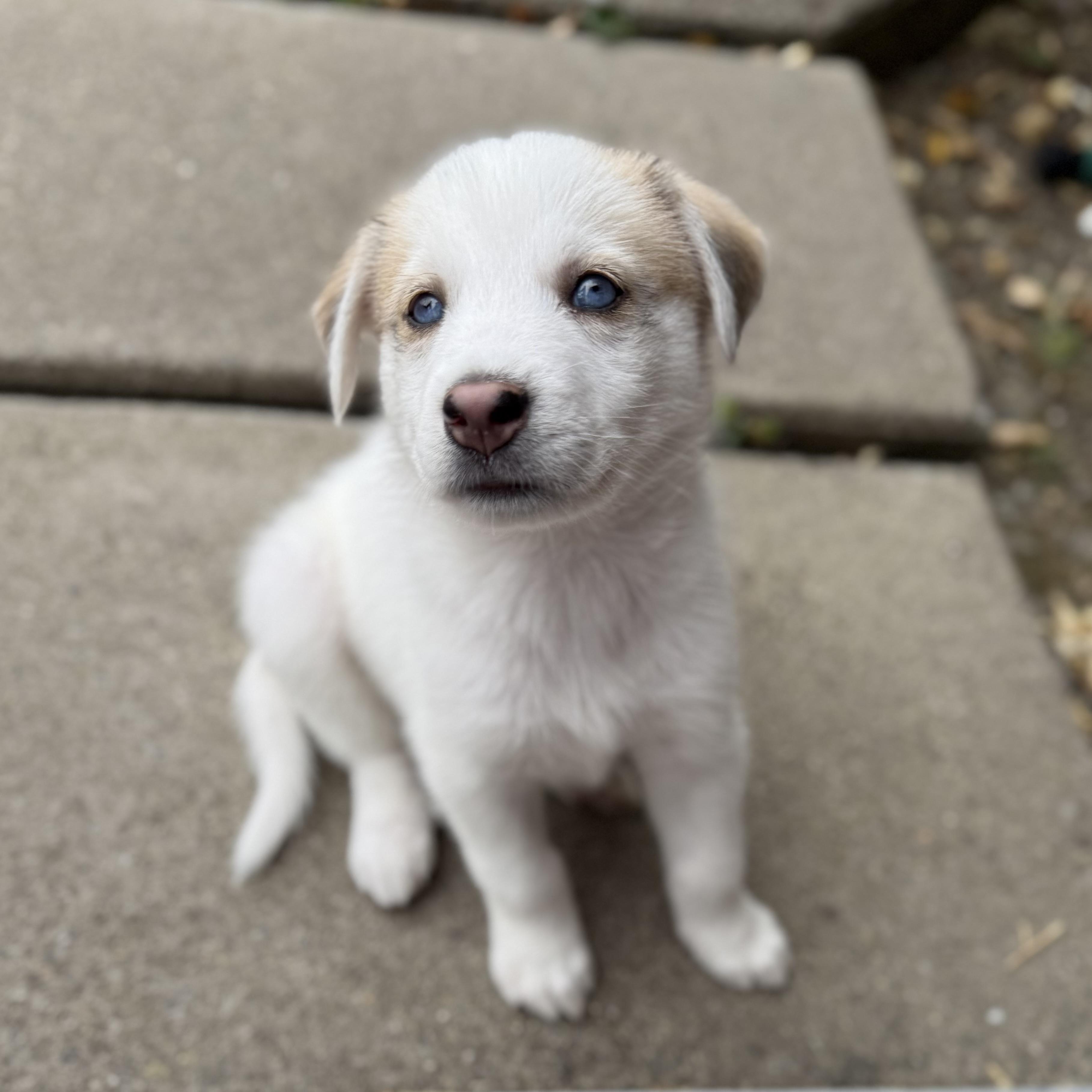 Roots Litter_Taro Husky Dog