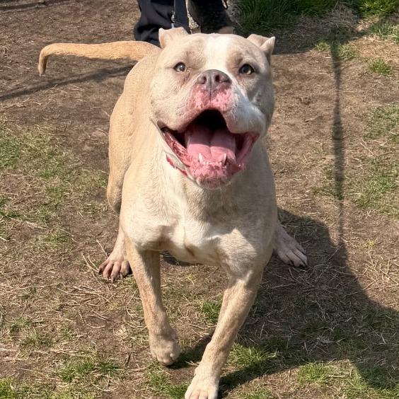Hazel, Adoptable, Adult Female Pit Bull Terrier & Mixed Breed.