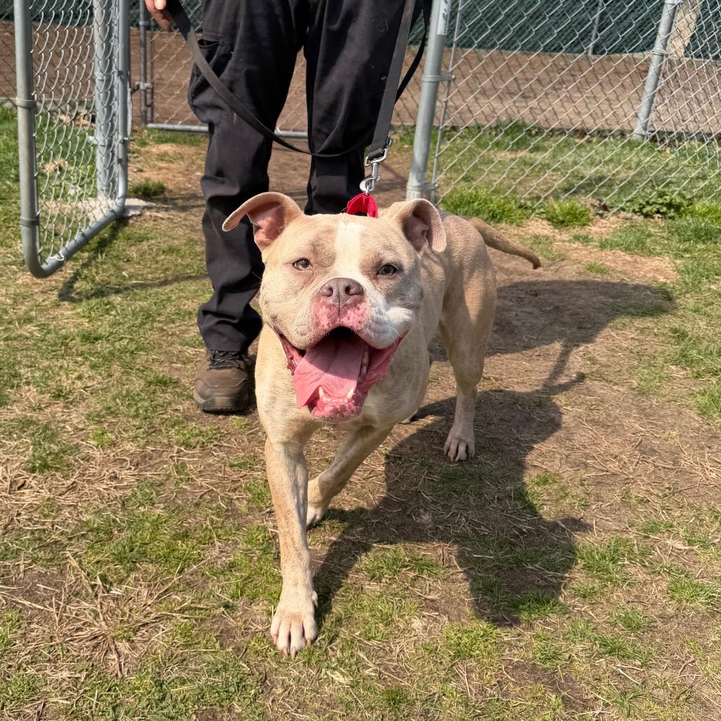 Enlarge Hazel, a Adoptable mixed breed in Vineland, NJ image 2/4