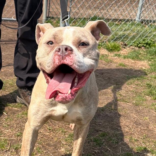 Enlarge Hazel, a Adoptable mixed breed in Vineland, NJ image 3/4