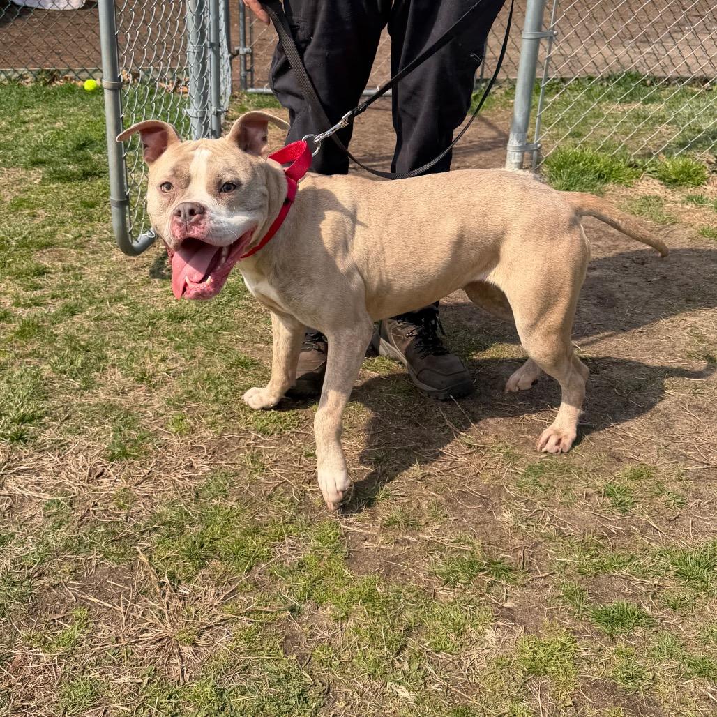 Enlarge Hazel, a Adoptable mixed breed in Vineland, NJ image 4/4