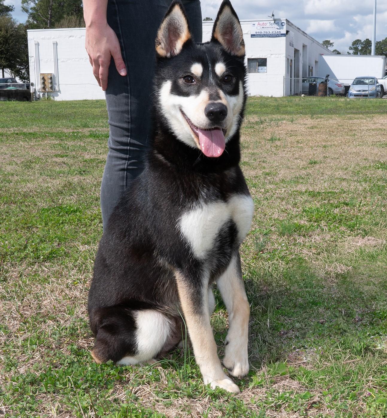 Enlarge Pete, a ADOPTABLE mixed breed in Chesapeake, VA image 1/3