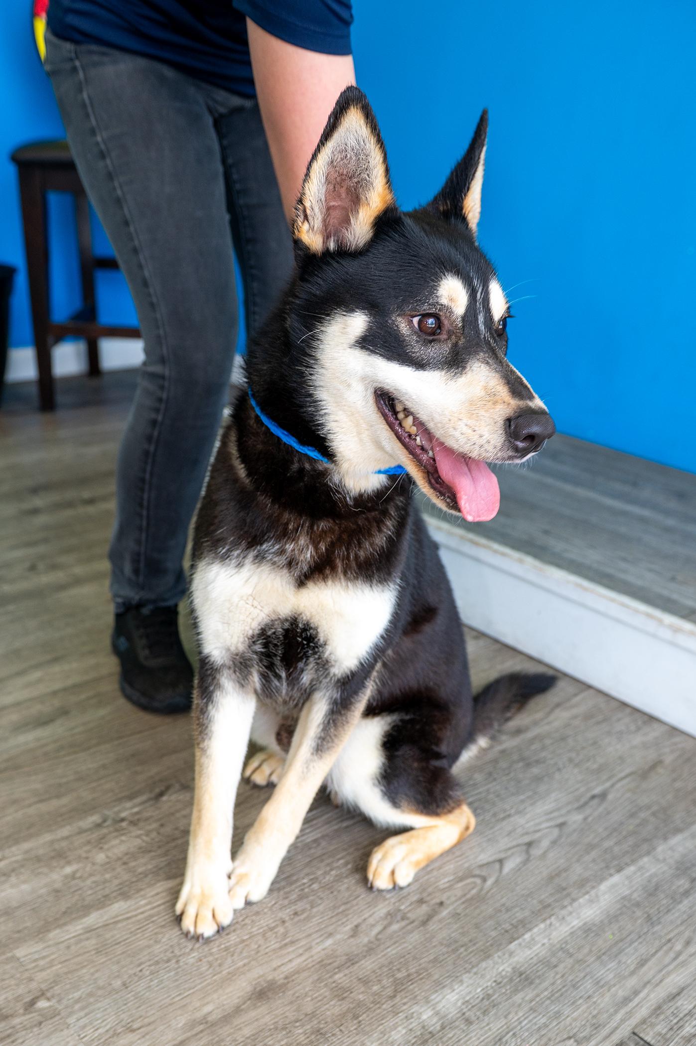 Enlarge Pete, a ADOPTABLE mixed breed in Chesapeake, VA image 2/3