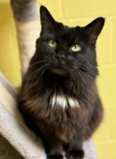 Indie, adopted, Adult Female Domestic Medium Hair.