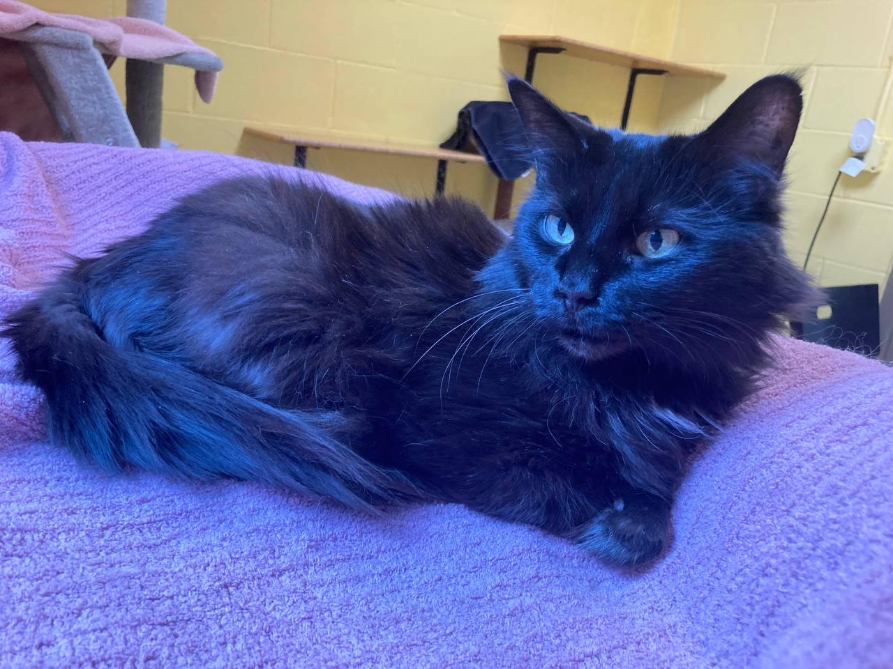 Indie, an adopted Domestic Medium Hair in Cincinnati, OH image 2/3