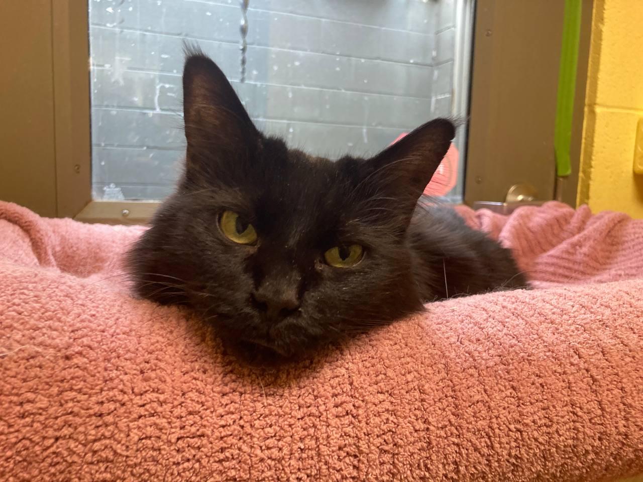 Indie, an adopted Domestic Medium Hair in Cincinnati, OH image 3/3