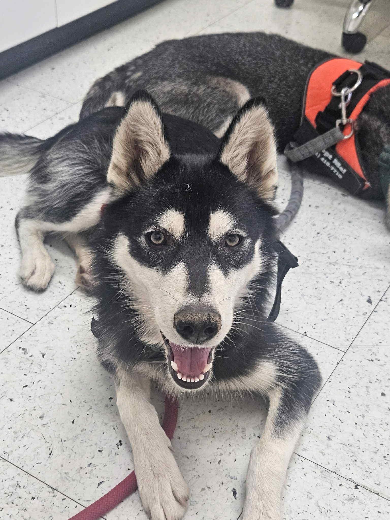 Barb – Woof Tribe’s Supermodel, Adoptable, Adult Female Husky.