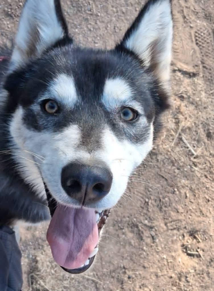 Barb – Woof Tribe’s Supermodel, a Adoptable Husky image 2/6