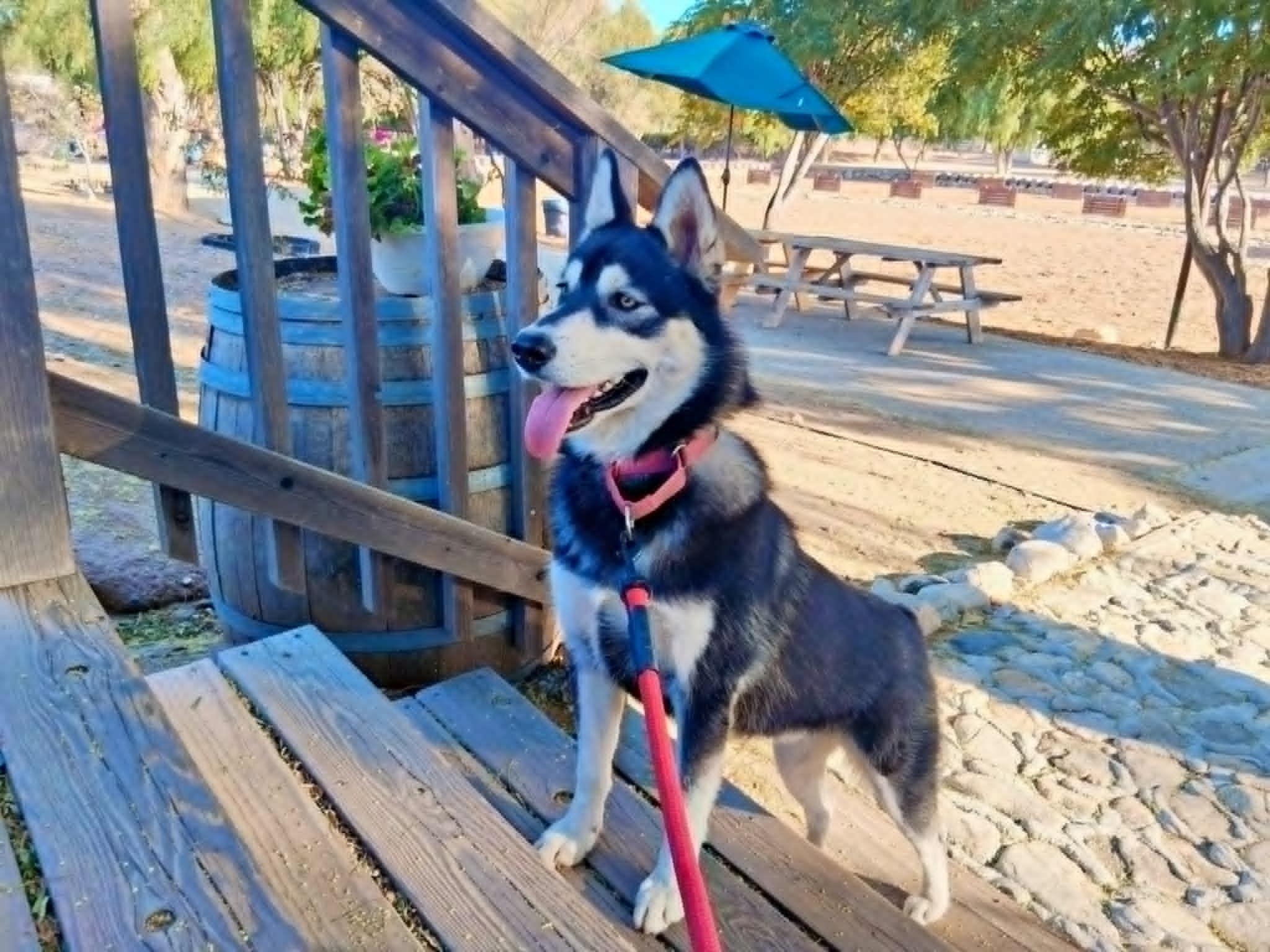 Barb – Woof Tribe’s Supermodel, a Adoptable Husky image 3/6