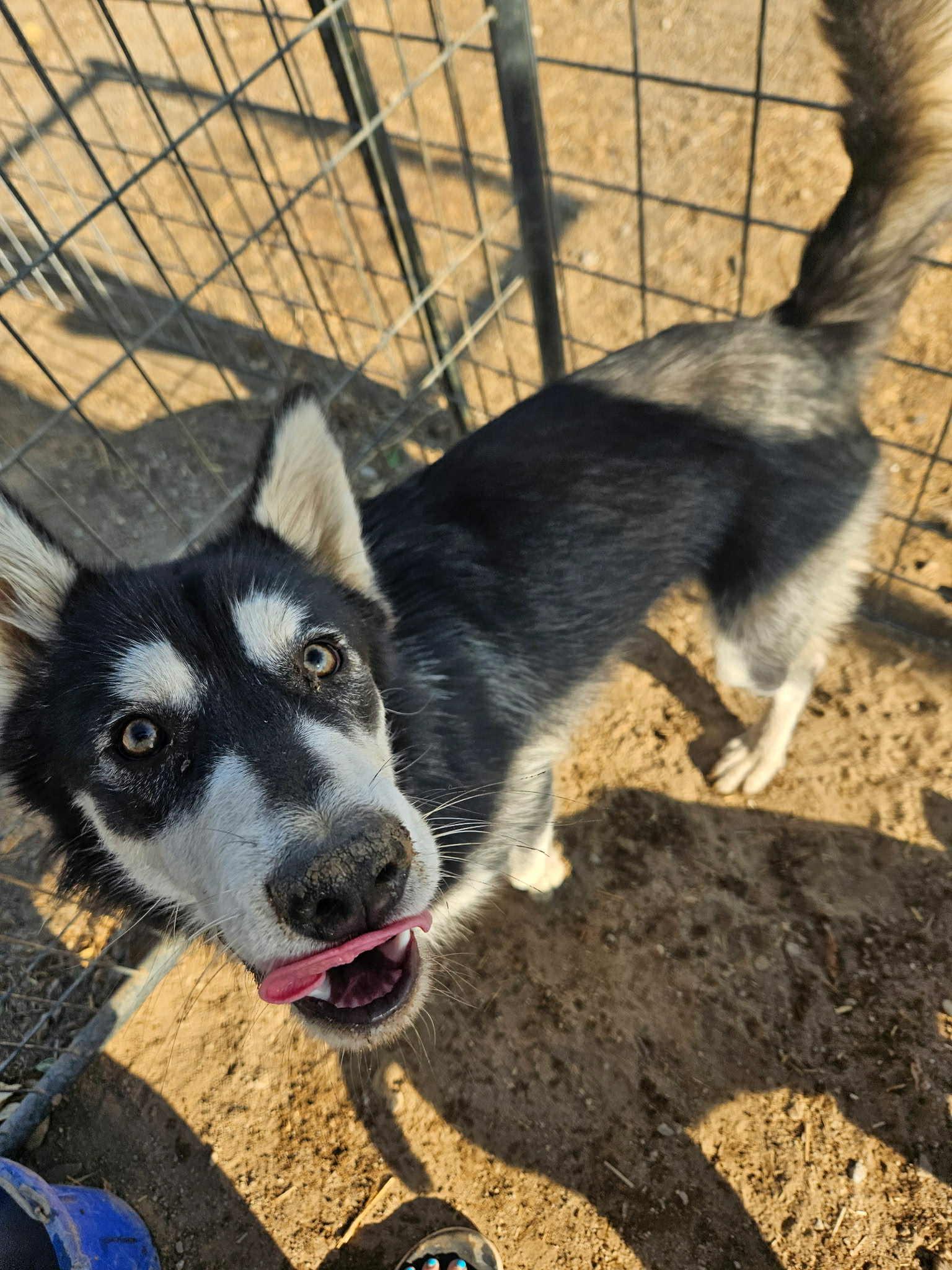 Barb – Woof Tribe’s Supermodel, a Adoptable Husky image 4/6
