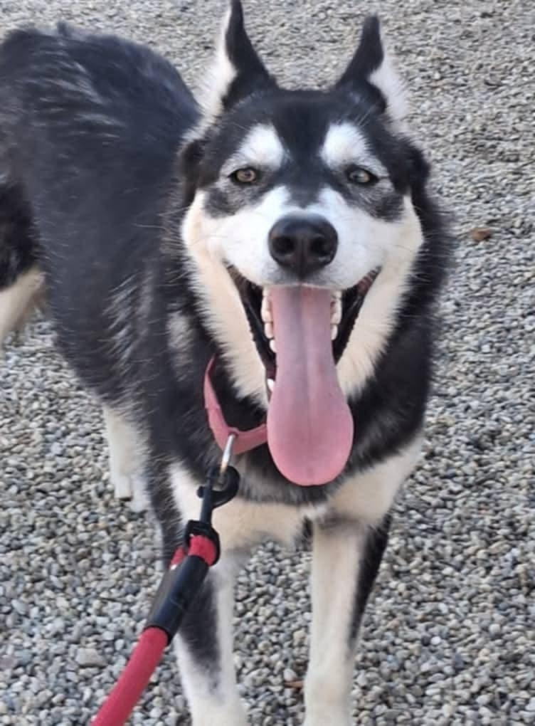 Barb – Woof Tribe’s Supermodel, a Adoptable Husky image 5/6