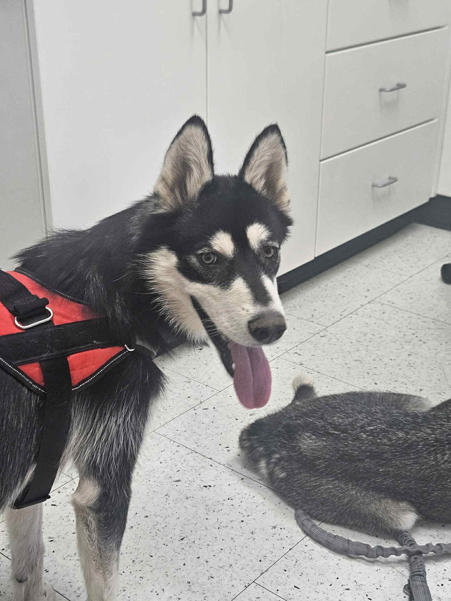 Barb – Woof Tribe’s Supermodel, a Adoptable Husky image 6/6