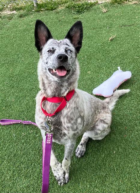 Enlarge MABEL, a Adoptable mixed breed in Fruit Heights, UT image 1/1