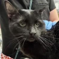 Enlarge Cinder, an adoptable mixed breed in Rapid City, SD image 1/1