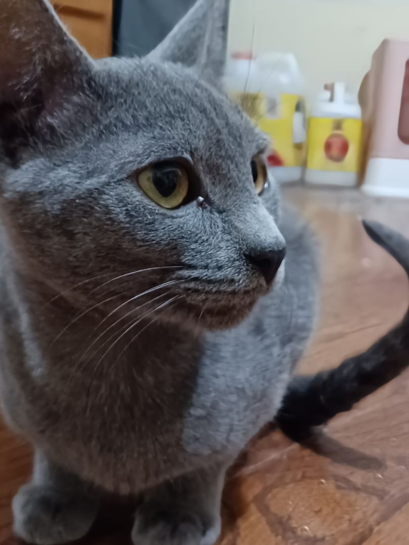 Enlarge Bentely Pauline, a Adoptable mixed breed in Brookfield, IL image 1/6