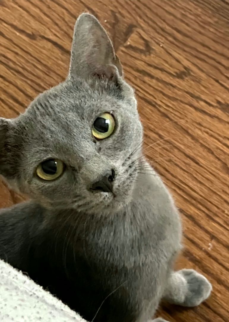 Enlarge Bentely Pauline, a Adoptable mixed breed in Brookfield, IL image 2/6