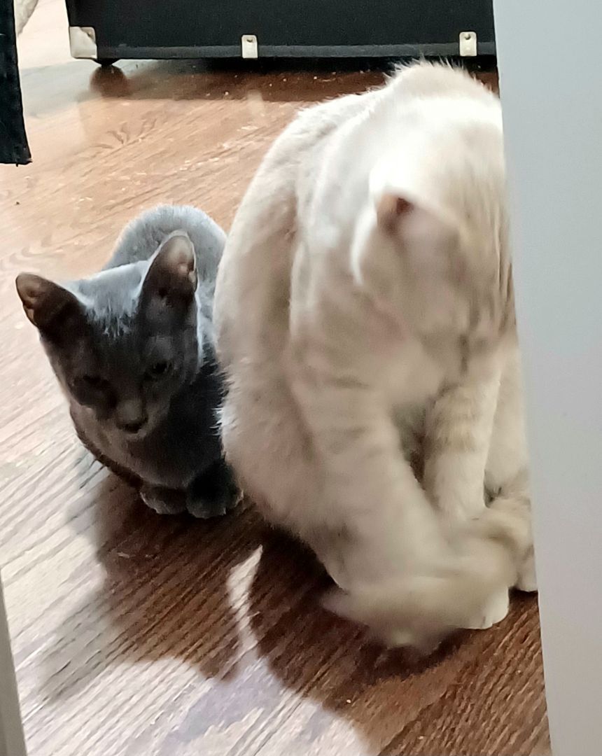 Enlarge Bentely Pauline, a Adoptable mixed breed in Brookfield, IL image 3/6